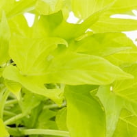 Подобри домови и градини 1pt зелена Ипомоеа годишни живи растенија со одгледувач тенџере