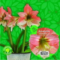 Euroblooms Amaryllis Tinkerbell, пред -засилено затворено растение, корално розово