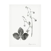 Визија студио „Ботанички отпечаток IV“ платно уметност